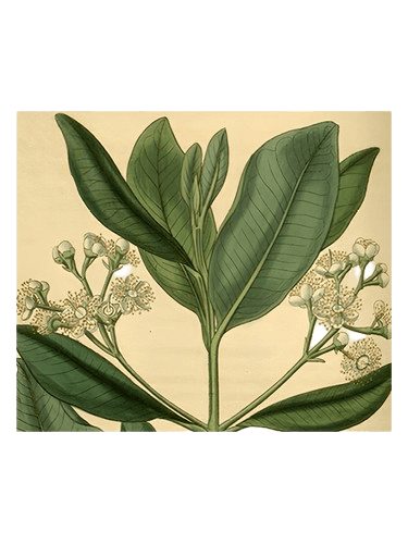 Olympic Orchids Artisan Perfumes Bay Rum
