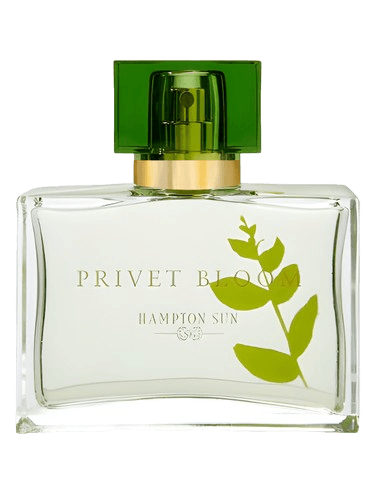 Hampton Sun Privet Bloom
