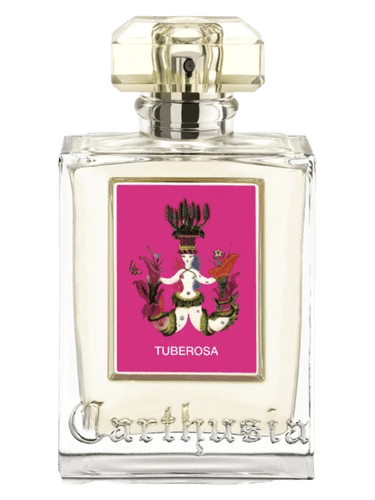 Carthusia Tuberosa