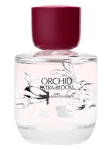 Zara Orchid Extra-Bloom