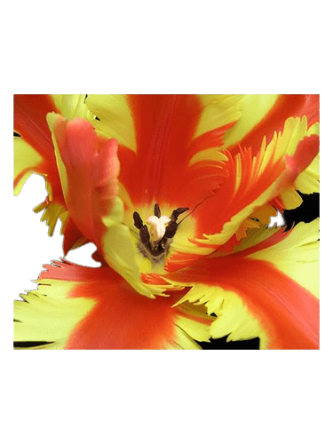 Bud Parfums Jezebel