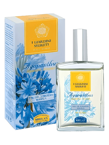 Helan Agapanthus