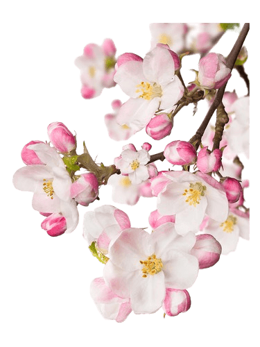 CVS Essence of Beauty Japanese Garden CVS Essence of Beauty