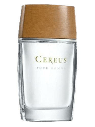 Cereus Cereus No.4
