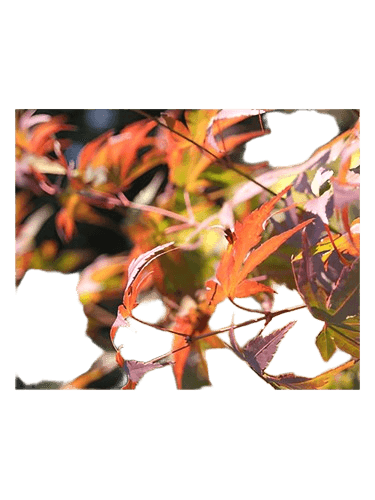 Bud Parfums Autumn