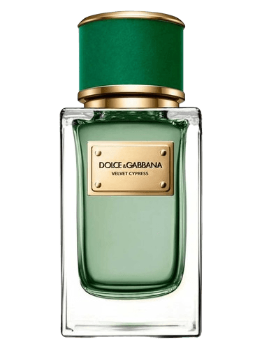 Dolce&Gabbana Velvet Cypress