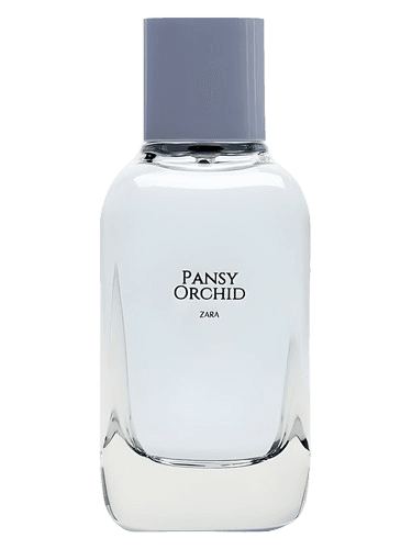 Zara Pansy Orchid