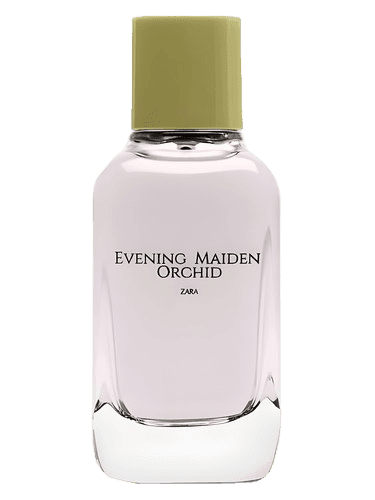 Zara Evening Maiden Orchid