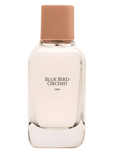 Zara Blue Bird Orchid