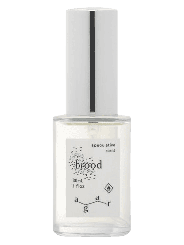 Agar Olfactory Brood